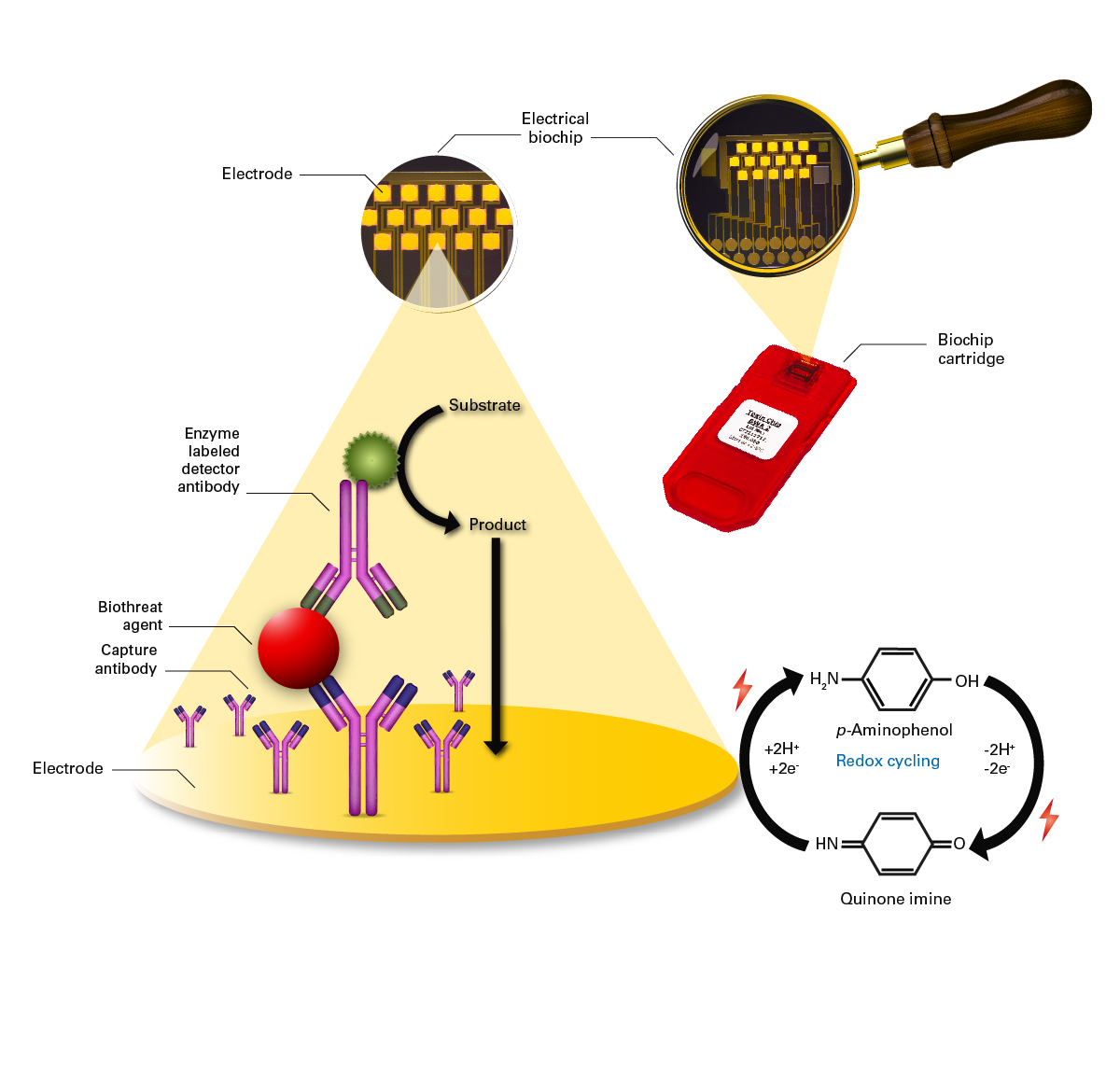 Principle of electrochemical immunoassay